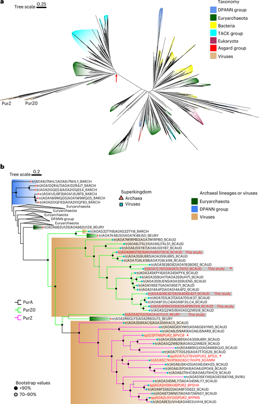 李猛教授与刘杨教授团队在《Nature Microbiology》发表研究论文：发现Z碱基合成通路中的关键酶变体，揭示了从古菌到噬菌体的进化过程