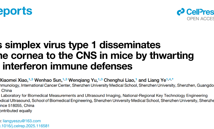 医学部叶亮副教授团队在Cell Reports发表关于疱疹病毒传播的研究成果